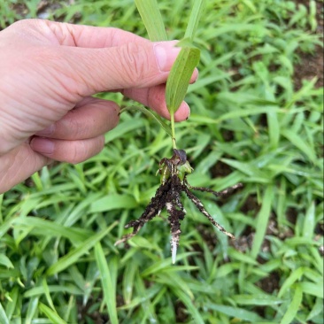 源头基地紫花宽叶三叉白芨直播苗、驯化苗量大从优欢迎来电