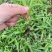 源头基地紫花宽叶三叉白芨直播苗、驯化苗量大从优欢迎来电