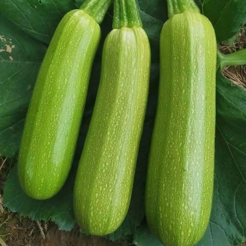 胜寒西葫芦种子高产蔬菜种子四季易种家庭阳台盆栽蔬菜籽