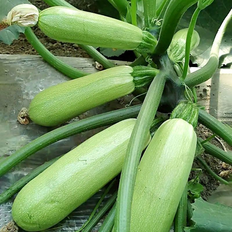 胜寒西葫芦种子高产蔬菜种子四季易种家庭阳台盆栽蔬菜籽