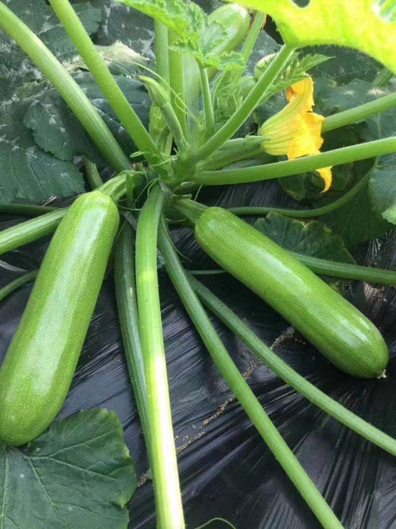 胜寒西葫芦种子高产蔬菜种子四季易种家庭阳台盆栽蔬菜籽