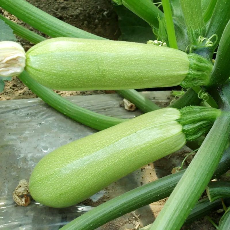 胜寒西葫芦种子高产蔬菜种子四季易种家庭阳台盆栽蔬菜籽