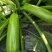 胜寒西葫芦种子高产蔬菜种子四季易种家庭阳台盆栽蔬菜籽