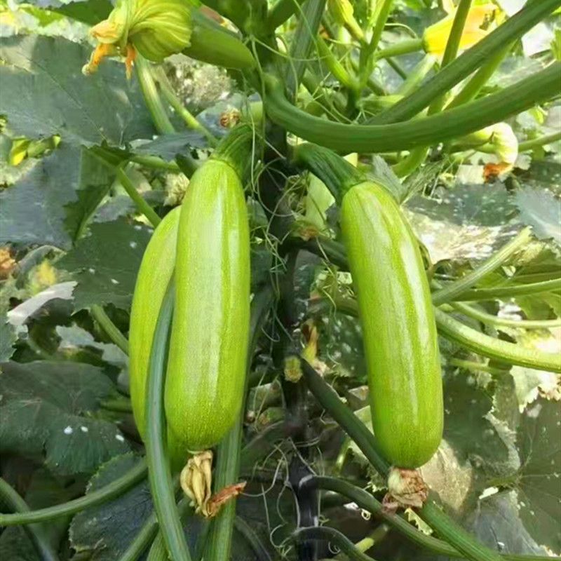 胜寒西葫芦种子高产蔬菜种子四季易种家庭阳台盆栽蔬菜籽