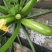 胜寒西葫芦种子高产蔬菜种子四季易种家庭阳台盆栽蔬菜籽