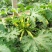 胜寒西葫芦种子高产蔬菜种子四季易种家庭阳台盆栽蔬菜籽