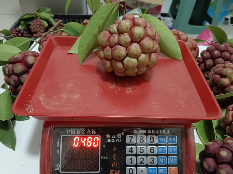 布福娜黑老虎代发价格