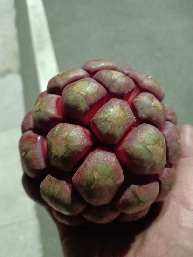 布福娜黑老虎代发价格