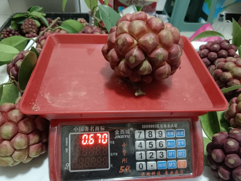 布福娜黑老虎代发价格