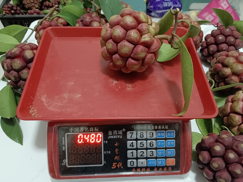 布福娜黑老虎代发价格