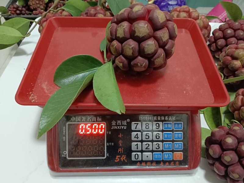 布福娜黑老虎代发价格