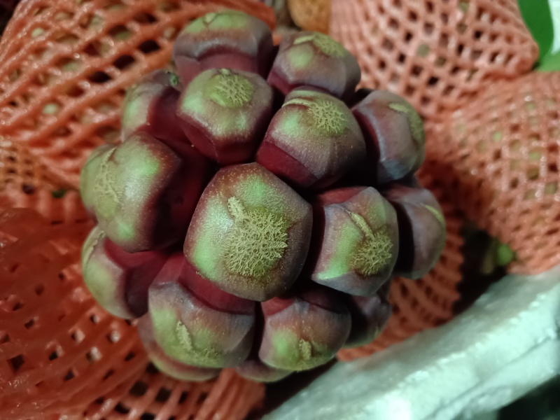 布福娜黑老虎代发价格