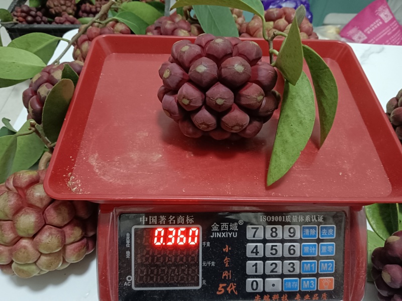 布福娜黑老虎代发价格