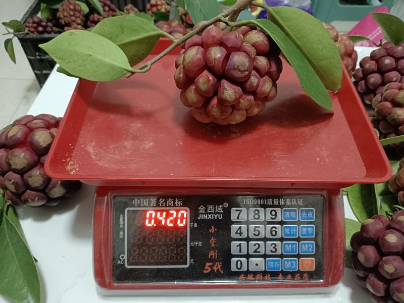 布福娜黑老虎代发价格