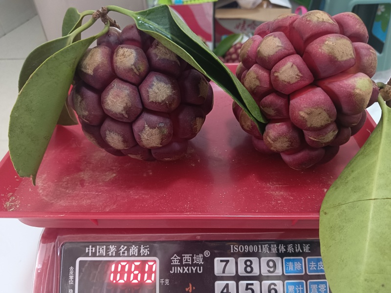 布福娜黑老虎代发价格