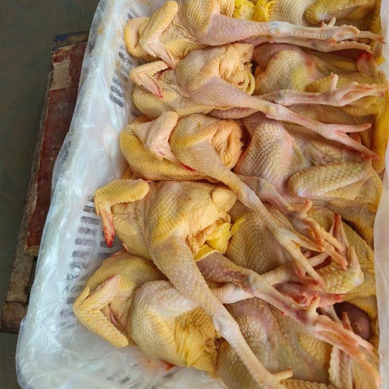 新鲜屠宰三黄鸡