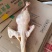 新鲜屠宰三黄鸡