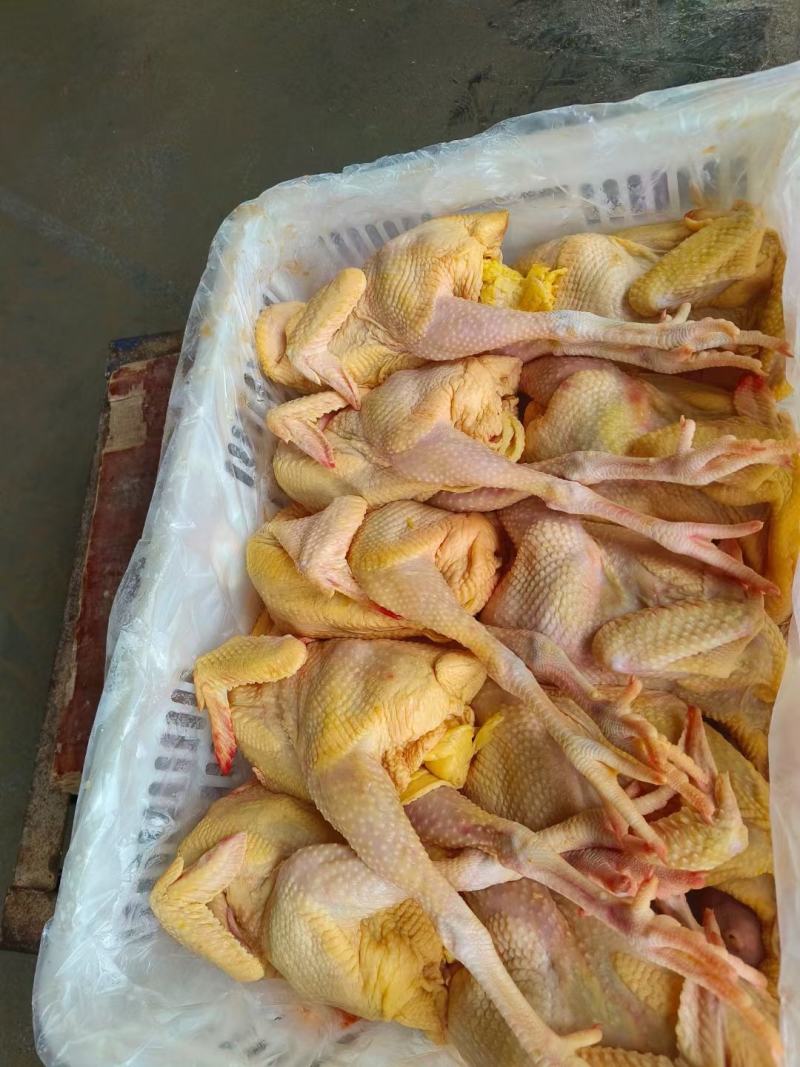 新鲜屠宰三黄鸡
