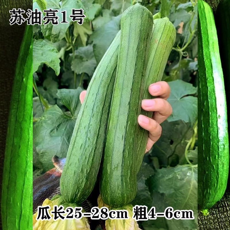 苏油亮1号杂交一代丝瓜种子早熟棒形丝瓜种籽农家春秋