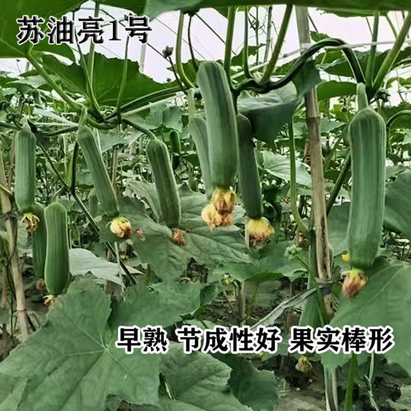 苏油亮1号杂交一代丝瓜种子早熟棒形丝瓜种籽农家春秋