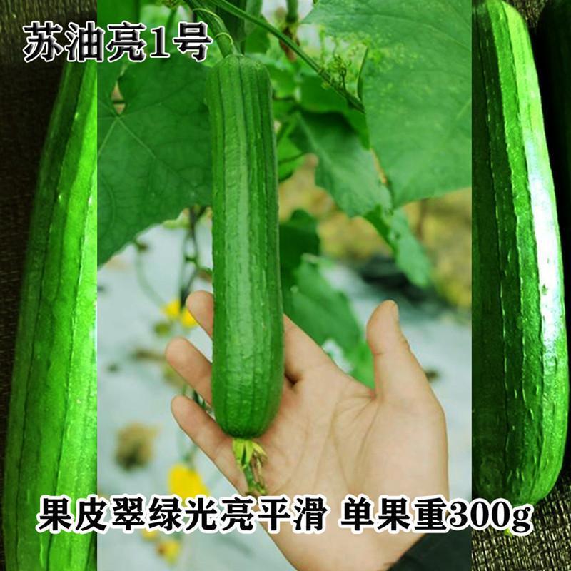 苏油亮1号杂交一代丝瓜种子早熟棒形丝瓜种籽农家春秋