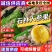 【人参果】云南石林人参果露天种植批发~商超~电商平台
