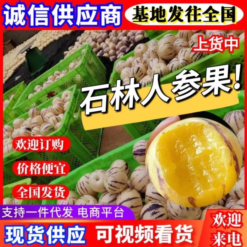 【人参果】云南石林人参果露天种植批发~商超~电商平台