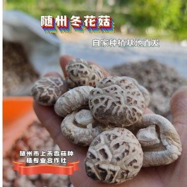 优质冬花菇出口的级别脆嫩厚肉自然白花菇