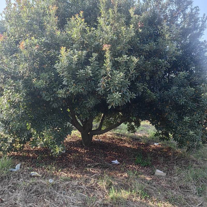 杨梅树苗东魁杨梅正宗嫁接，南方北方均种植基地直供