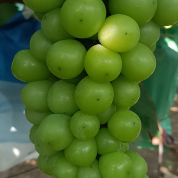 阳光玫瑰葡萄