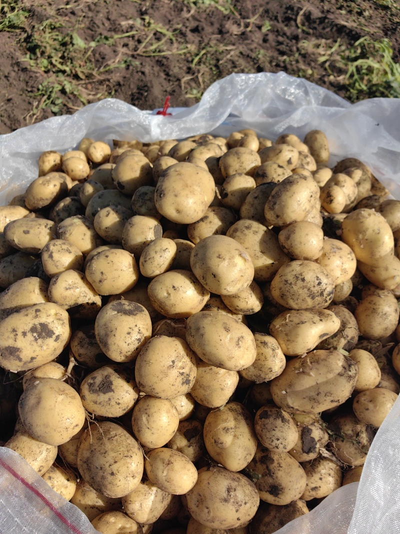 脱毒荷兰十五荷兰806黑龙江种薯基地种子耐储存抗病力强