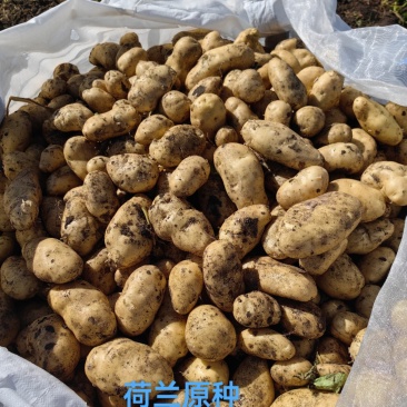 脱毒荷兰十五荷兰806黑龙江种薯基地种子耐储存抗病力强