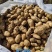 脱毒荷兰十五荷兰806黑龙江种薯基地种子耐储存抗病力强