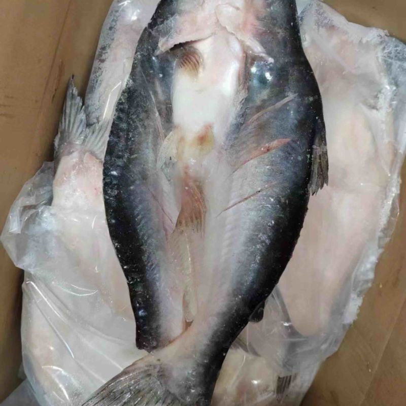开背巴沙鱼