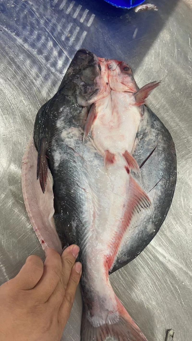 开背巴沙鱼
