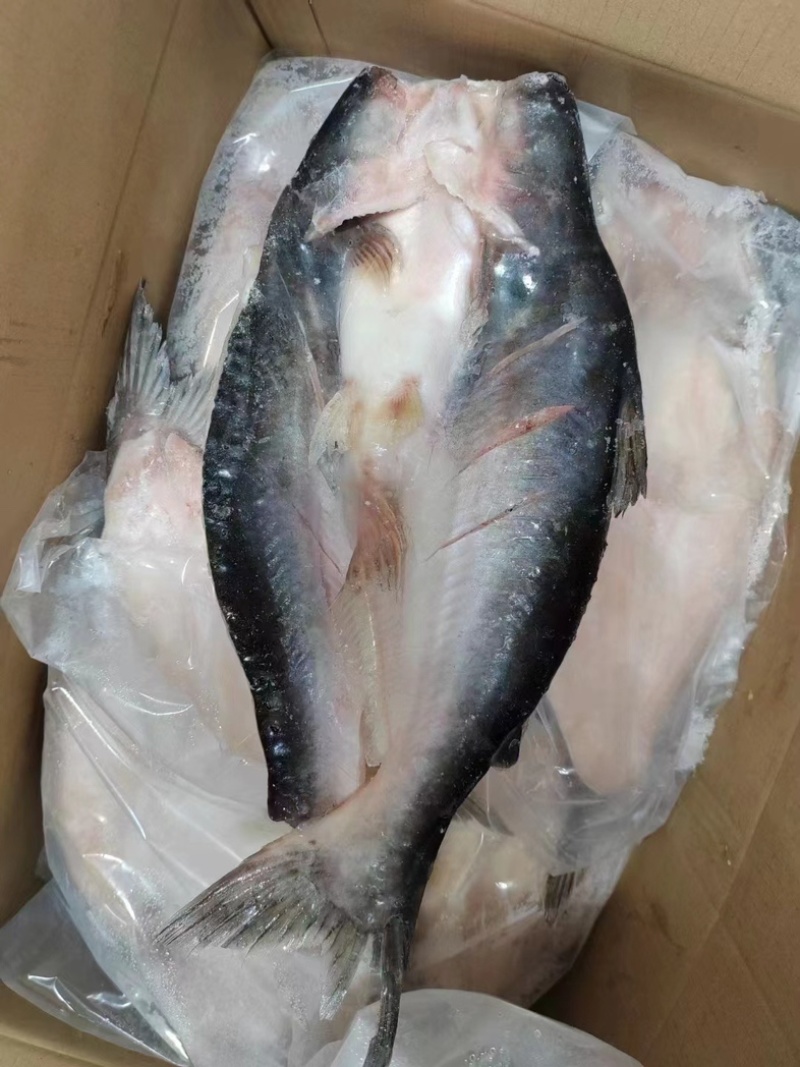 开背巴沙鱼