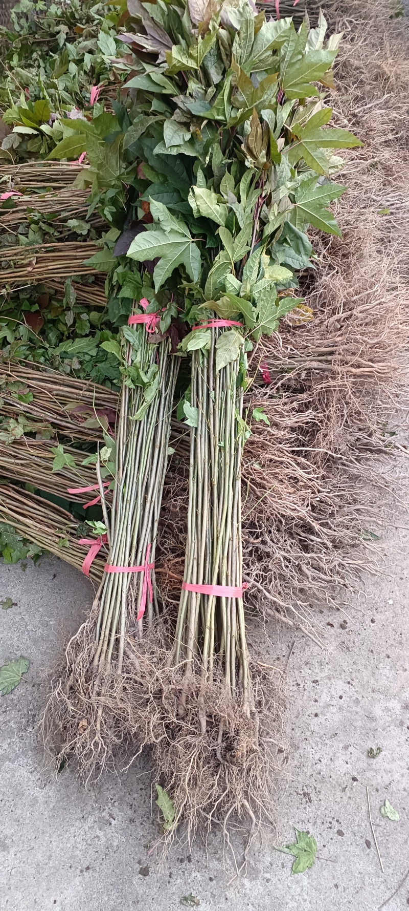 枫香苗枫香树包邮缺鄂枫香苗圃直直销