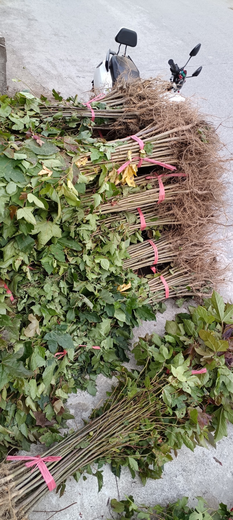 枫香苗枫香树包邮缺鄂枫香苗圃直直销