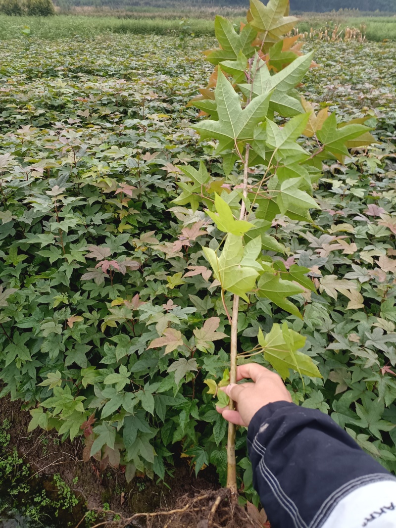 枫香苗枫香树包邮缺鄂枫香苗圃直直销