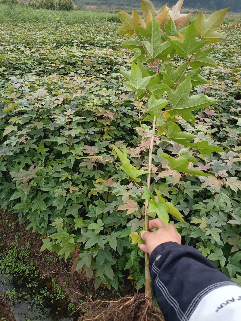 枫香苗枫香树包邮缺鄂枫香苗圃直直销