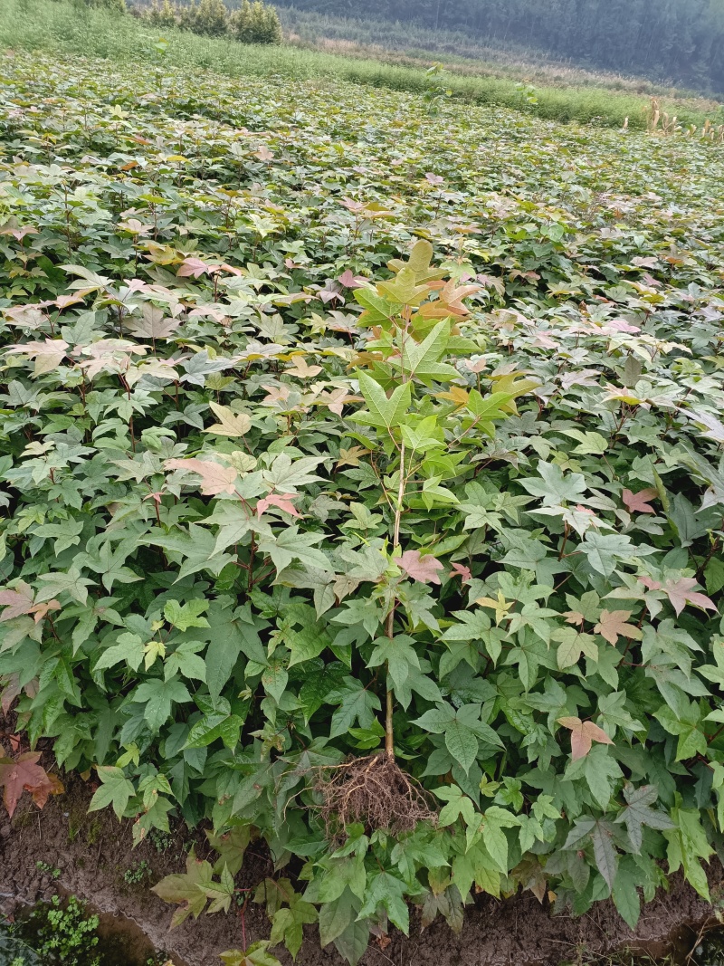 枫香苗枫香树包邮缺鄂枫香苗圃直直销