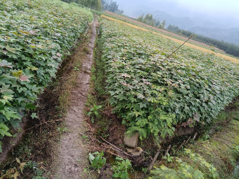 枫香苗枫香树包邮缺鄂枫香苗圃直直销