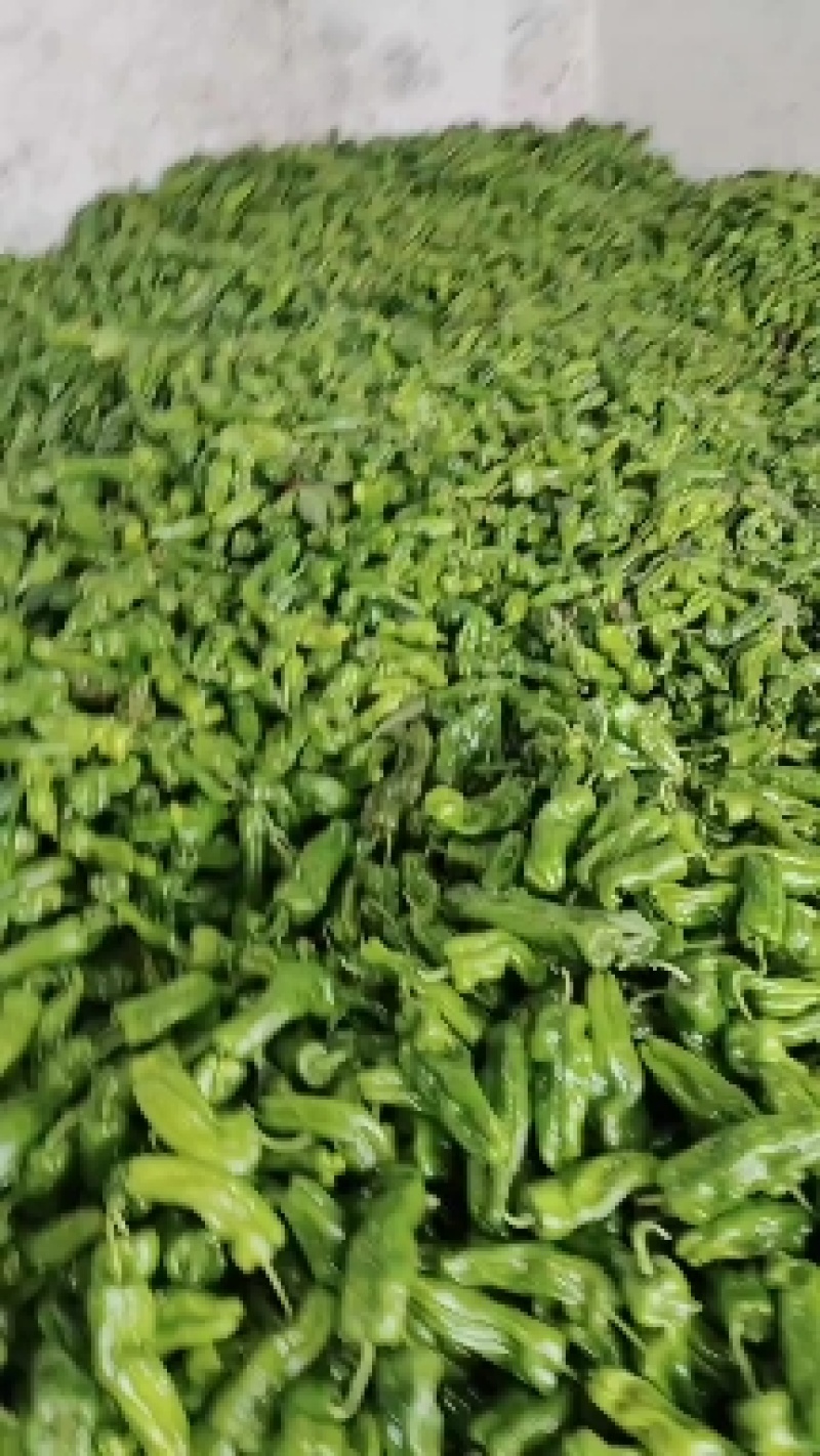 鲜辣椒大量上市，一手货源需要的联系。