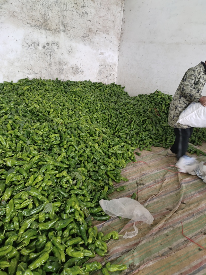 鲜辣椒大量上市，一手货源需要的联系。