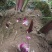 芭蕉芋