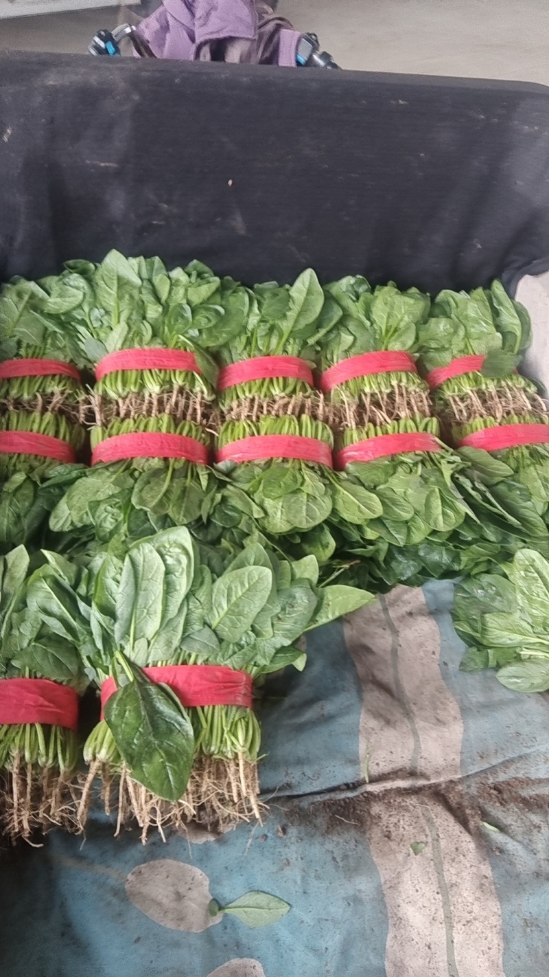 【精品】菠菜〔商超品质价格低廉〕走超市市场必选