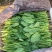 【精品】菠菜〔商超品质价格低廉〕走超市市场必选