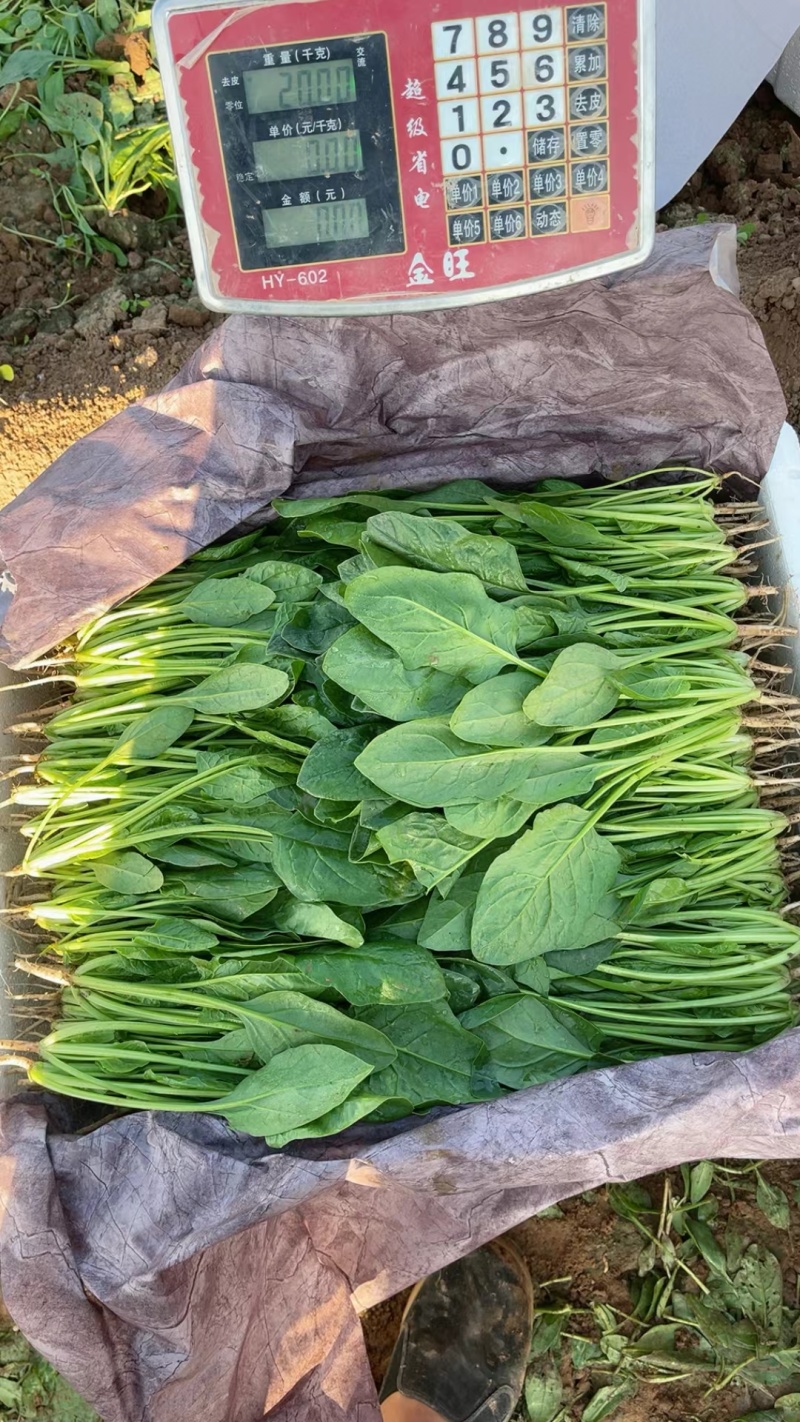 【精品】菠菜〔商超品质价格低廉〕走超市市场必选