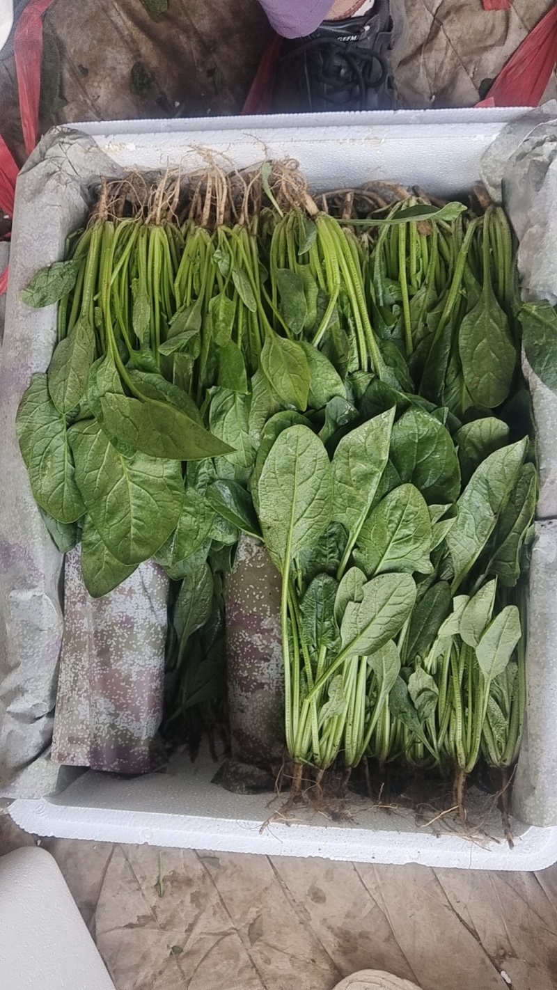 【精品】菠菜〔商超品质价格低廉〕走超市市场必选