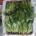 【精品】菠菜〔商超品质价格低廉〕走超市市场必选